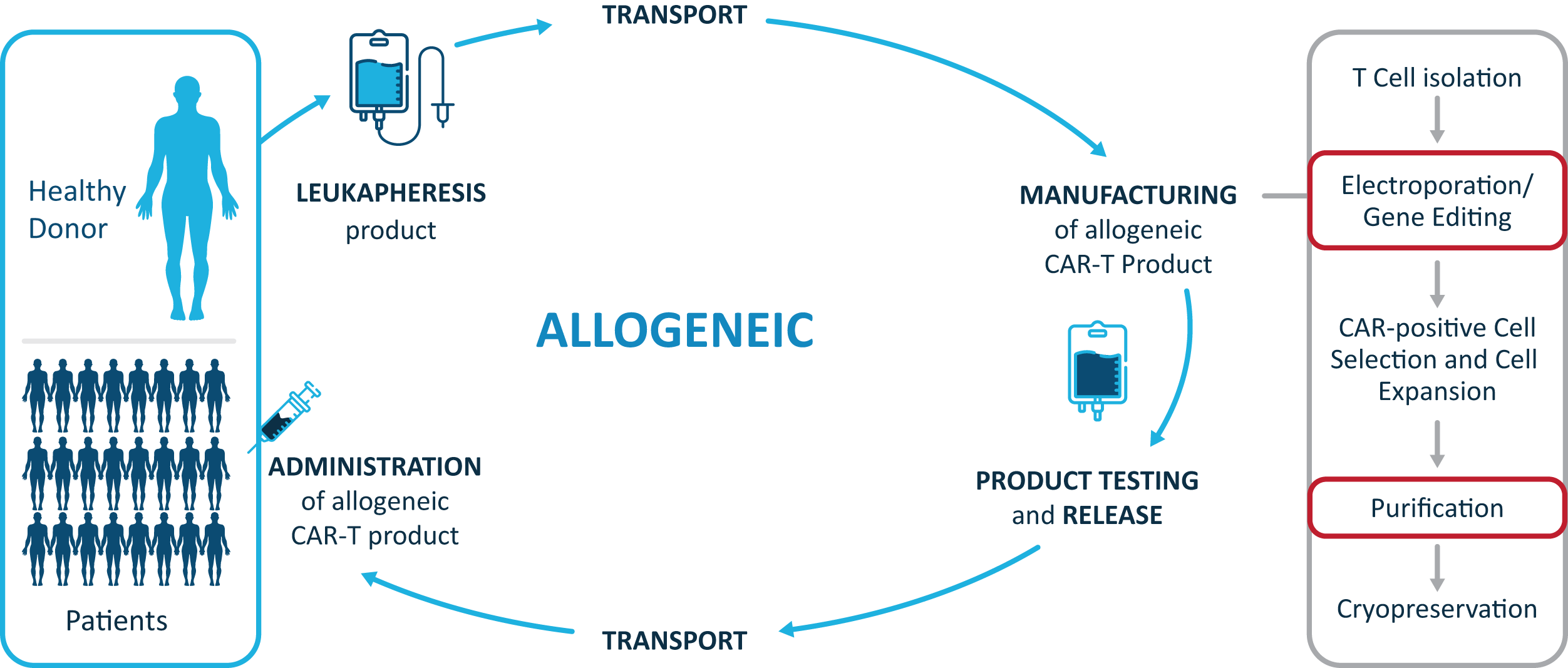 ALLOGENEIC Cycle