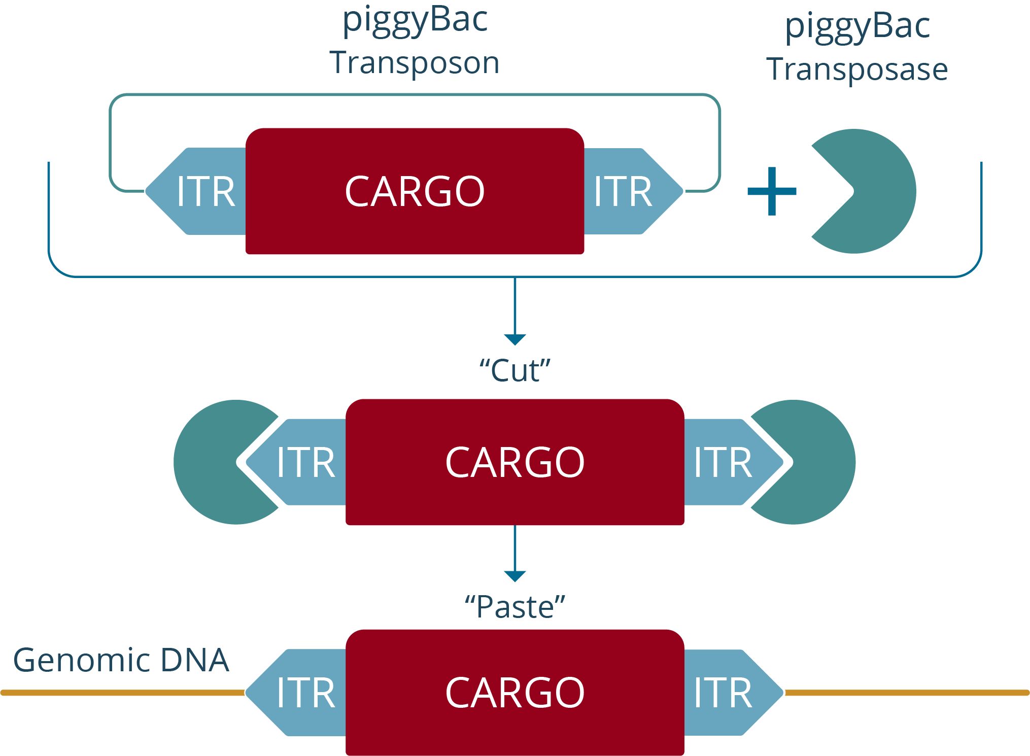 Poseida piggybac technology