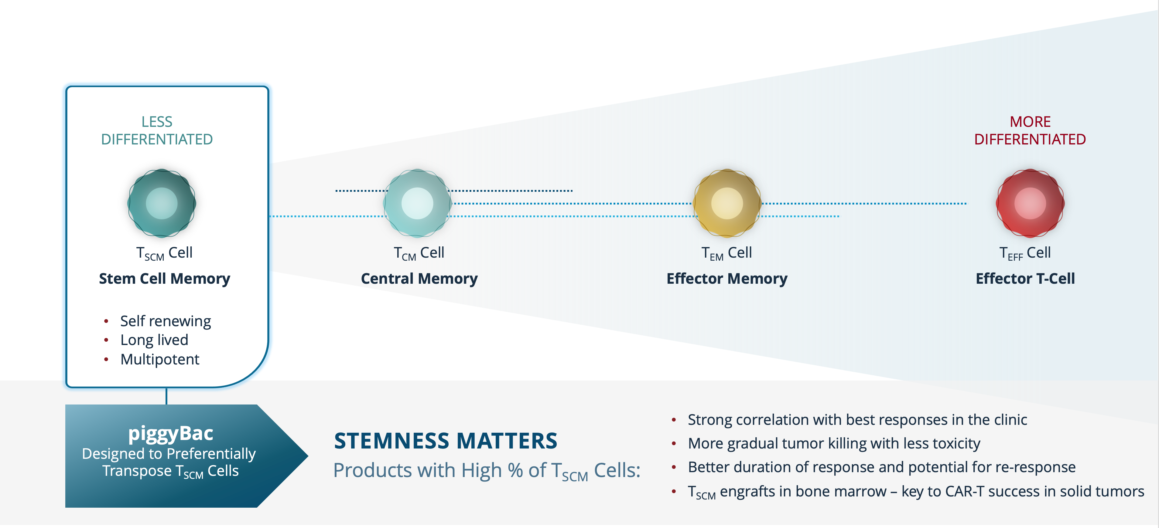 Poseida Stem Cell Differentiation