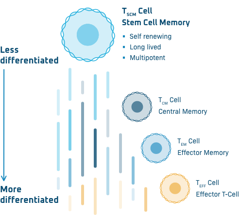A schematic showing T cell differentiation with a light blue cell at the top representing an undifferentiated stem cell memory T cell. Colored lines pointing downwards show transition to a slightly differentiated grey central memory cell, then an intermediate blue effector memory cell, and finally a fully differentiated yellow effector T cell.