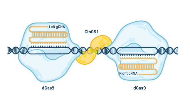 A scientific illustration shows a guide RNA directing a dCas9 molecule to bind a segment of DNA. An adjoining Clo051 molecule is paired with a matching mirror of Clo051, dCas9, and guide RNA to show how Poseida’s technology makes specific genetic cuts.