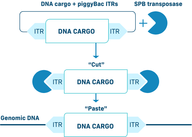 A scientific illustration shows the steps of gene insertion using a piggyBac transposon to paste a cargo transgene into the genome.